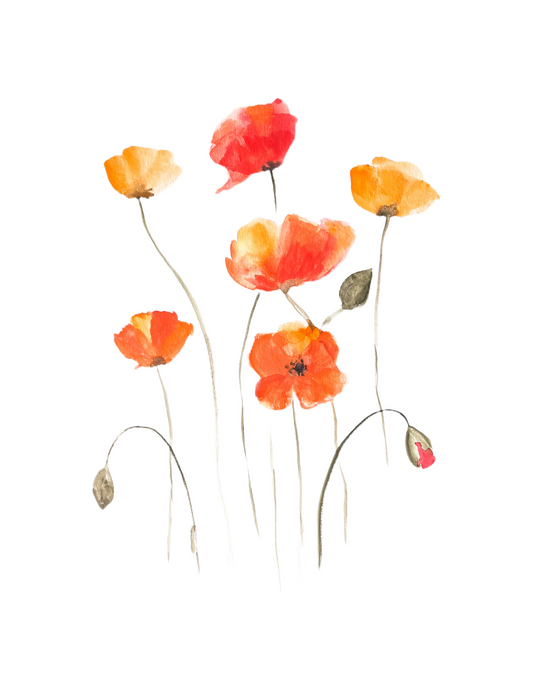 Poppies - Watercolor